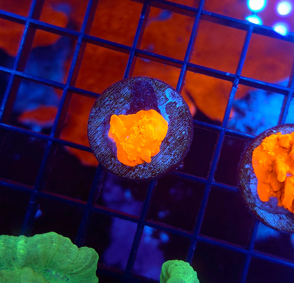 Montipora Setosa