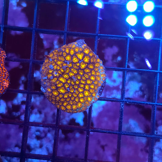 Orange Leptastrea