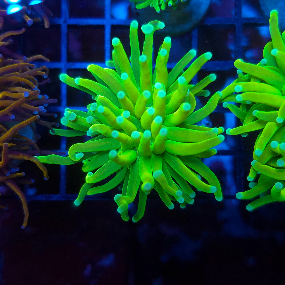 White tip Lemon Drop Holy Grail Torch (Video in pics)