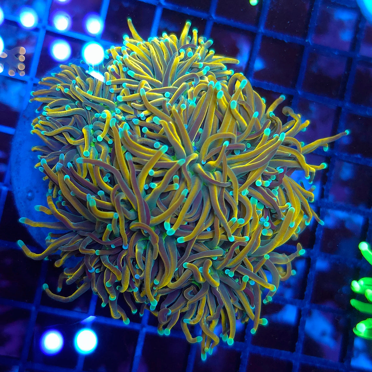 Ultra Gold Torch Colony 5-6 Heads (Video in pics)