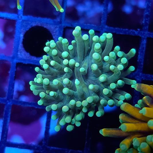 Lil Green Torch (Video in pics)