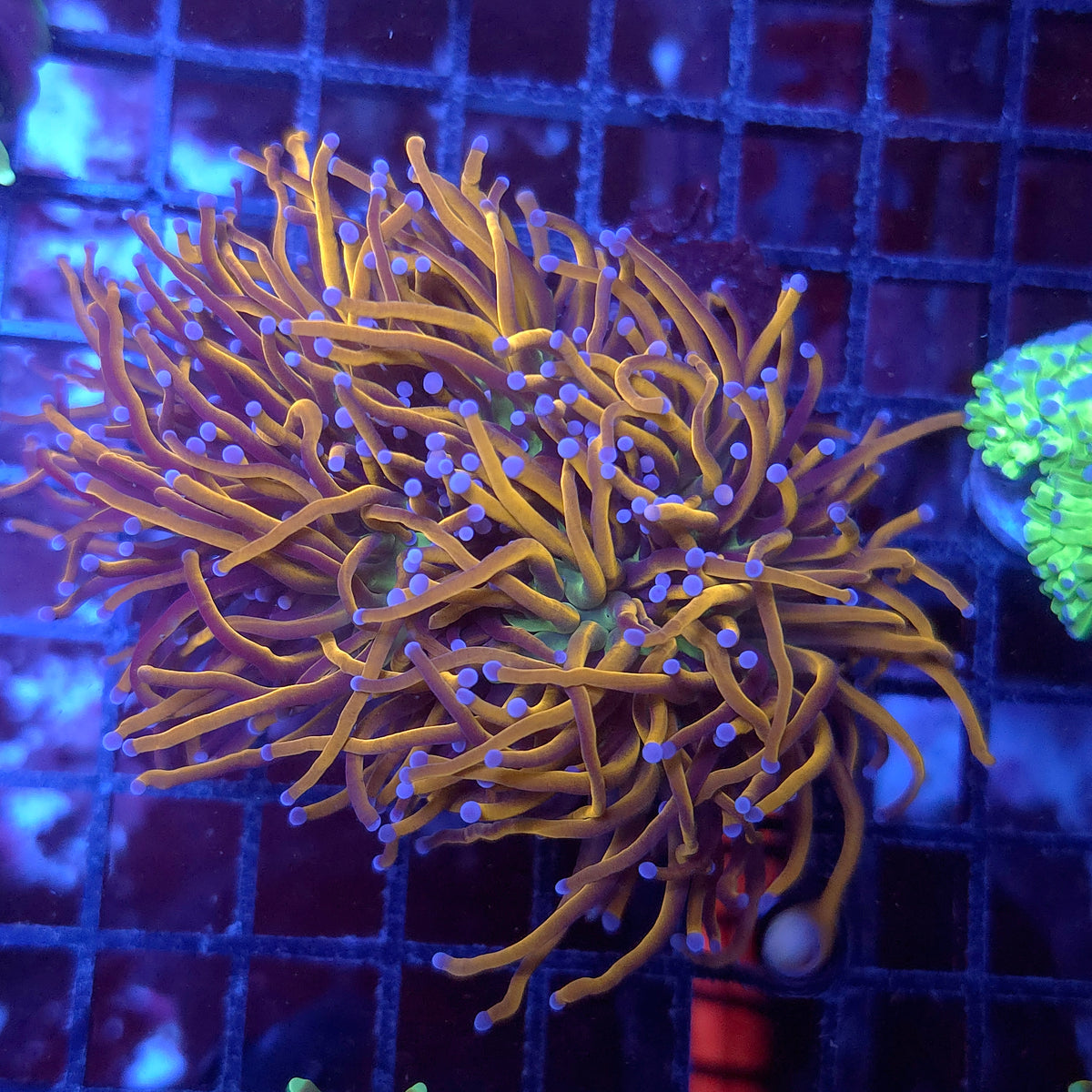 NY Knicks Torch Multi Head Cluster (Video in pics)