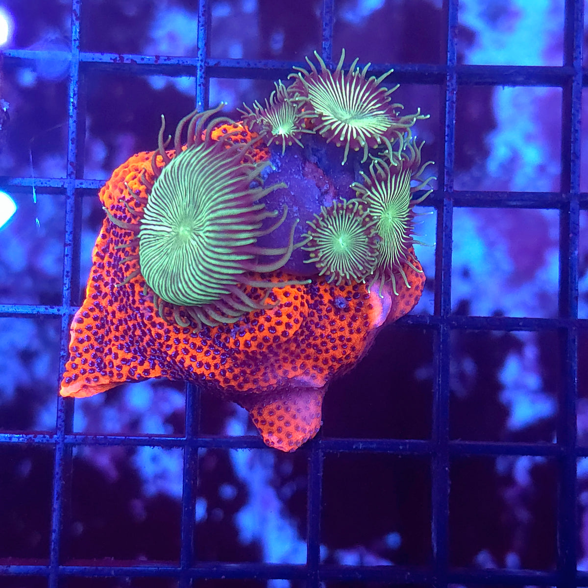 Mystic Sunset Montipora and Toxic Paly Combo