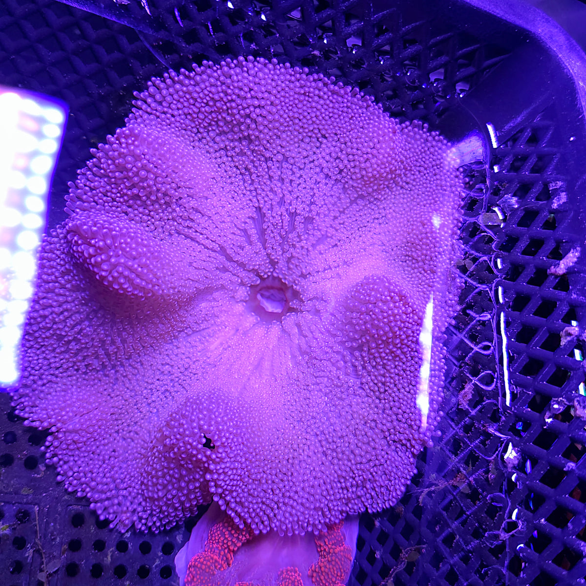 Purple Haddoni Carpet Anemone Medium