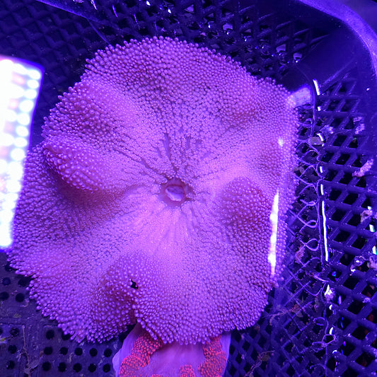 Purple Haddoni Carpet Anemone Medium