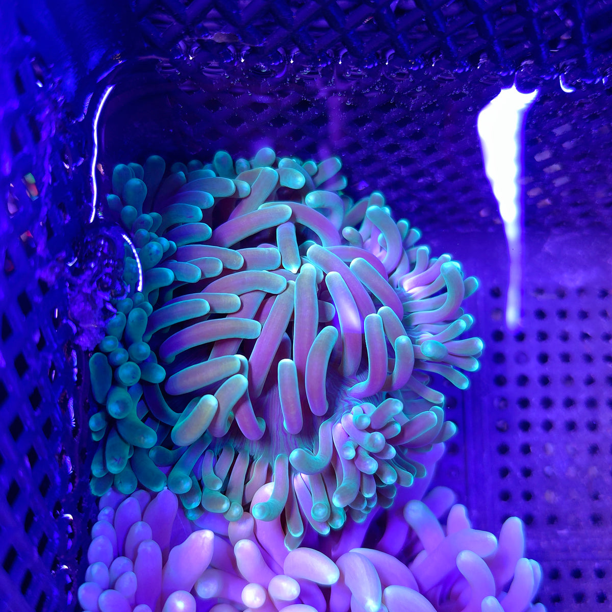 Ultra Long Tentacle Anemone