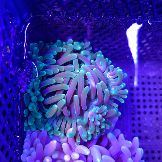 Ultra Long Tentacle Anemone