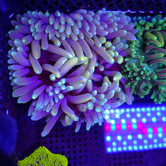 Colored Tip Purple Long Tentacle Anemone