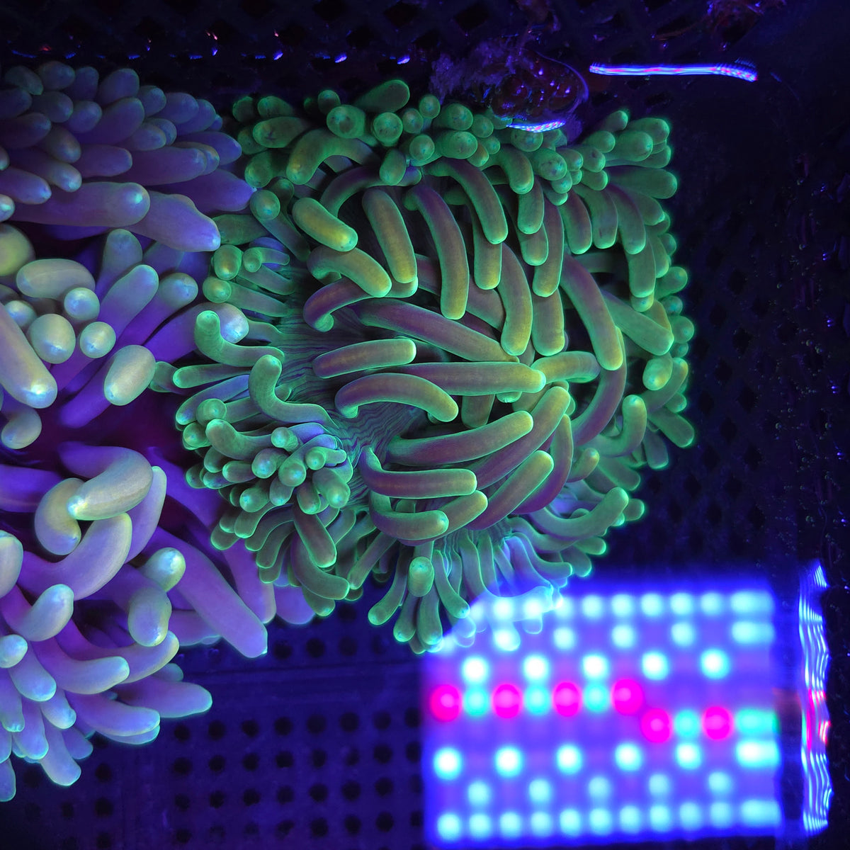 Ultra Long Tentacle Anemone