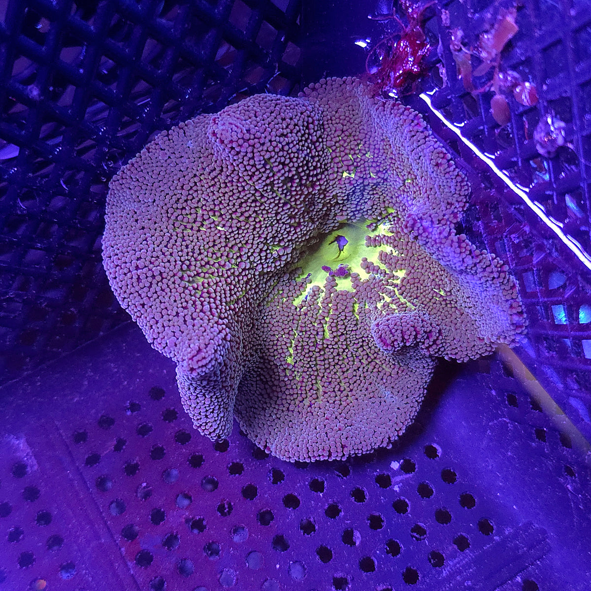 Bicolor Haddoni Carpet Anemone