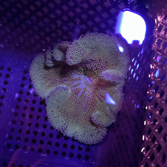 Green Haddoni Carpoet Anemone