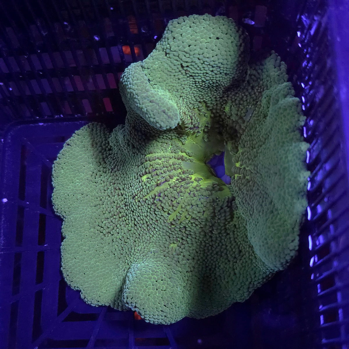 Green Haddoni Carpet Anemone