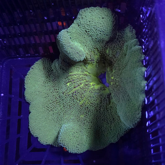 Green Haddoni Carpet Anemone