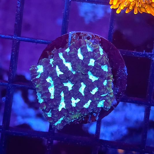Bling Platygyra