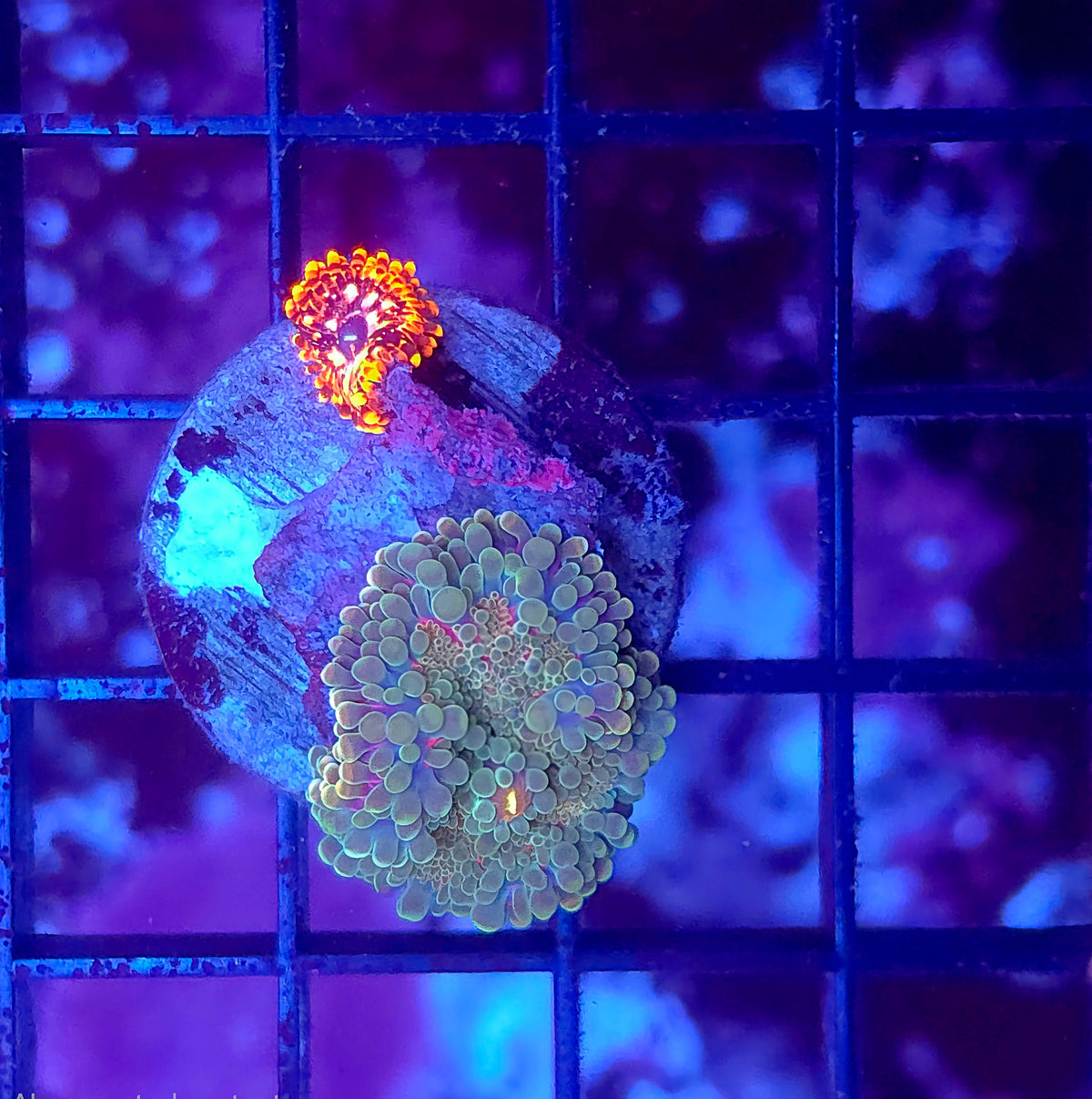 Rainbow Yuma and Utter Chaos Zoa Combo