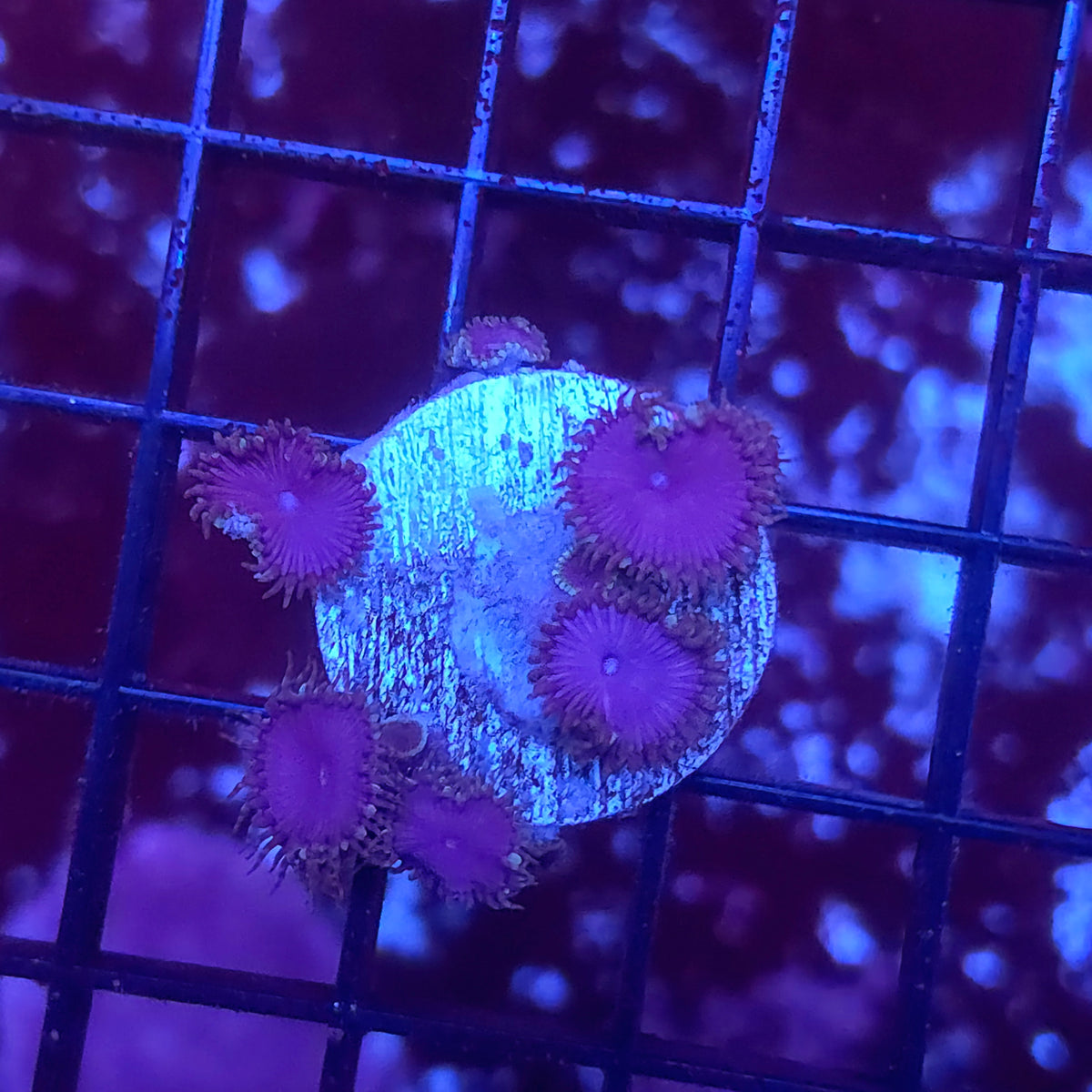 Purple Death Palys