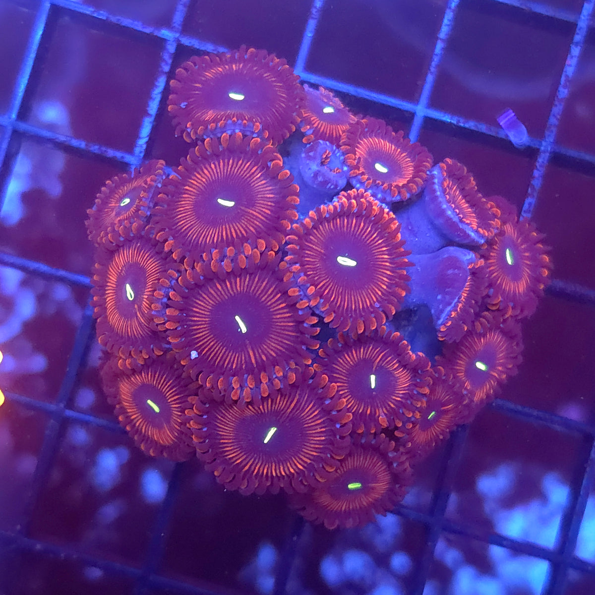 Red People Eater Paly Colony