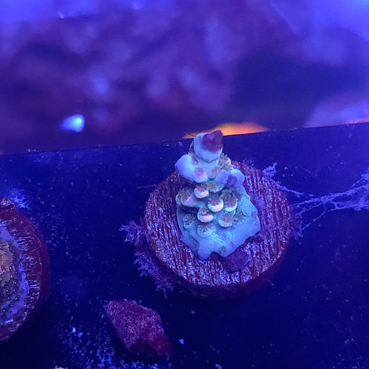 Aquamarine Acro