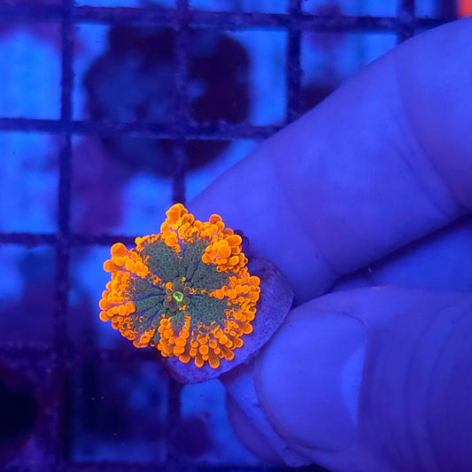 Bicolor Inferno Yuma (Video in pics)