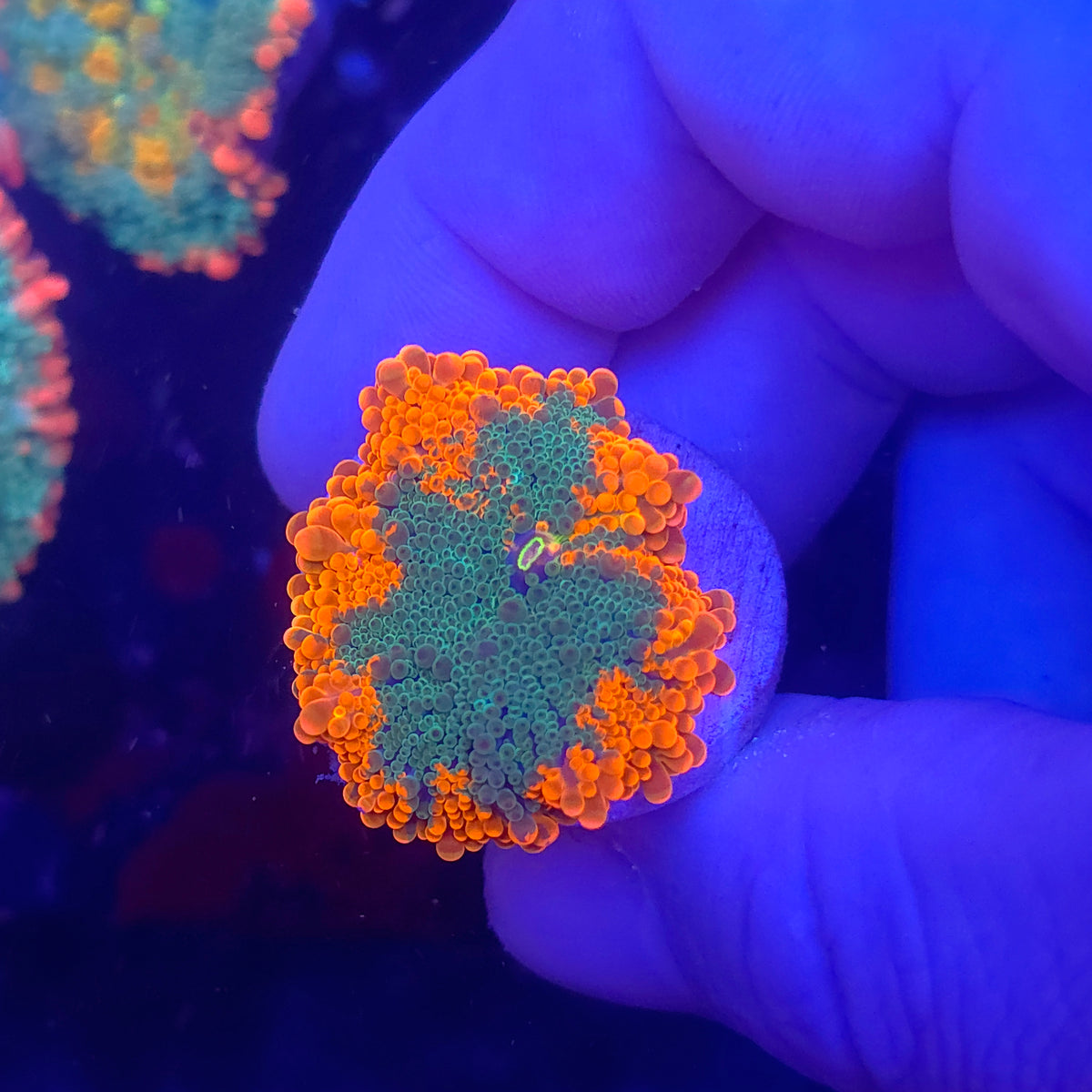 Bicolor Inferno Yuma (Video in pics)
