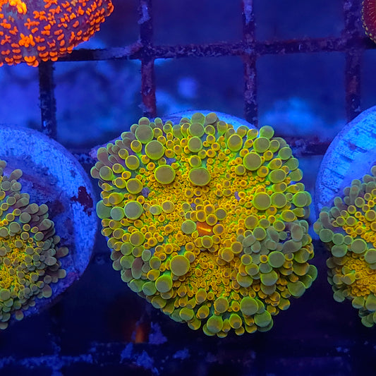 Bright 24K Gold Rainbow Yuma
