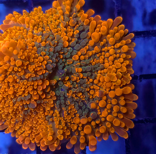Bright Inferno Splatter Yuma (Video in pics)
