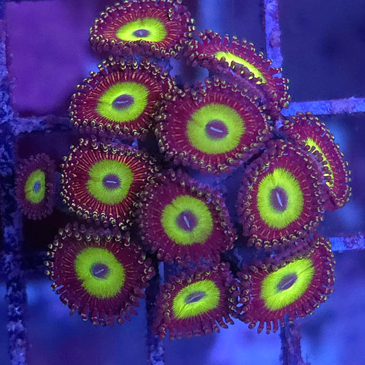 Candy Apple Green Zoas
