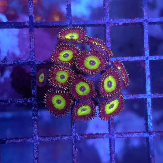 Candy Apple Green Zoas