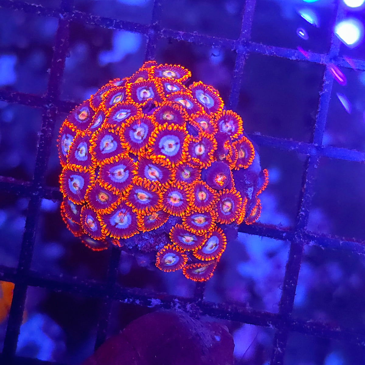 Fire and Ice Zoa Colony
