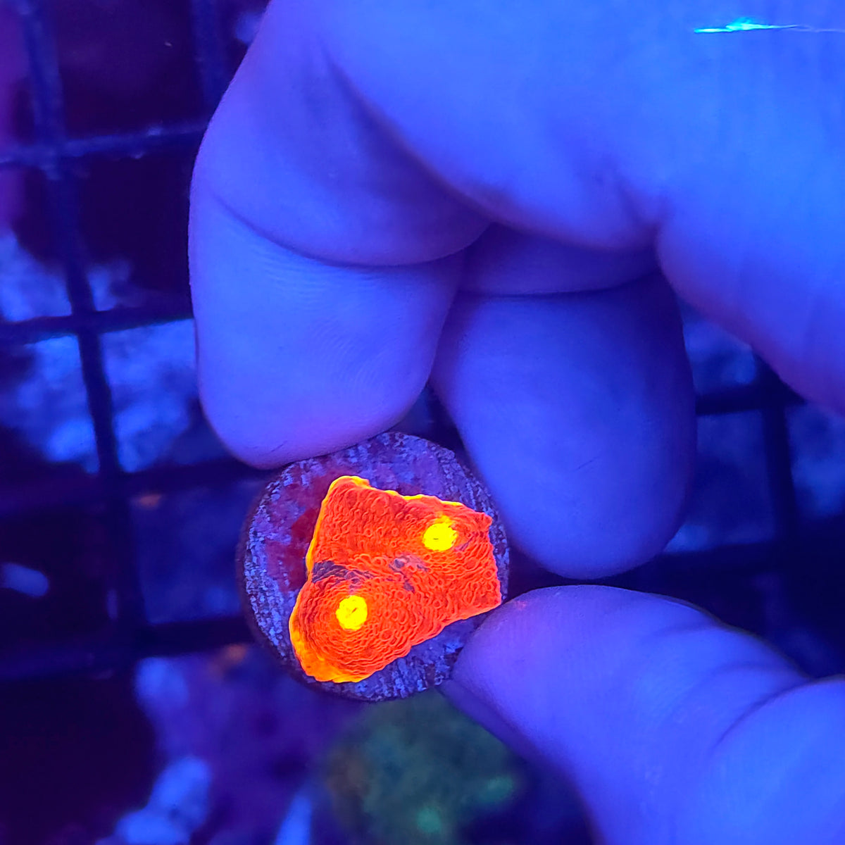 Flaming Bugatti Chalice