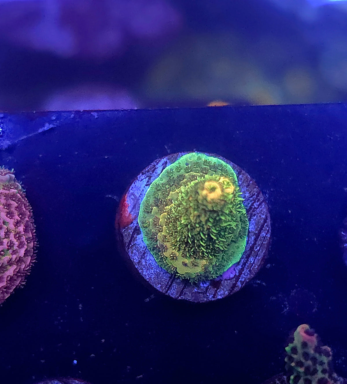 Golden Forest Acro