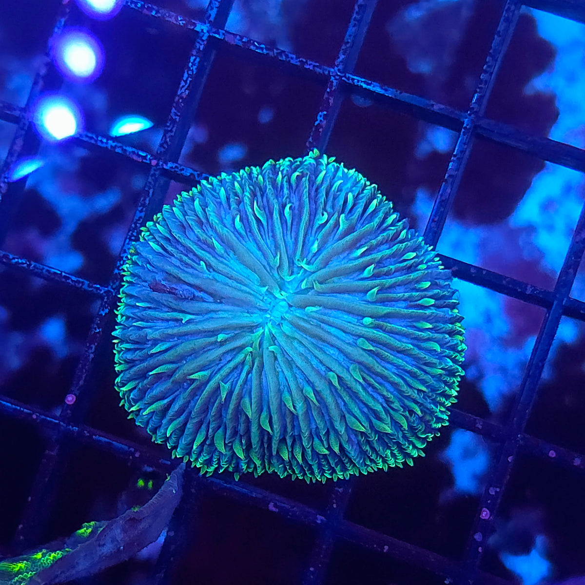 Green Dome Fungia