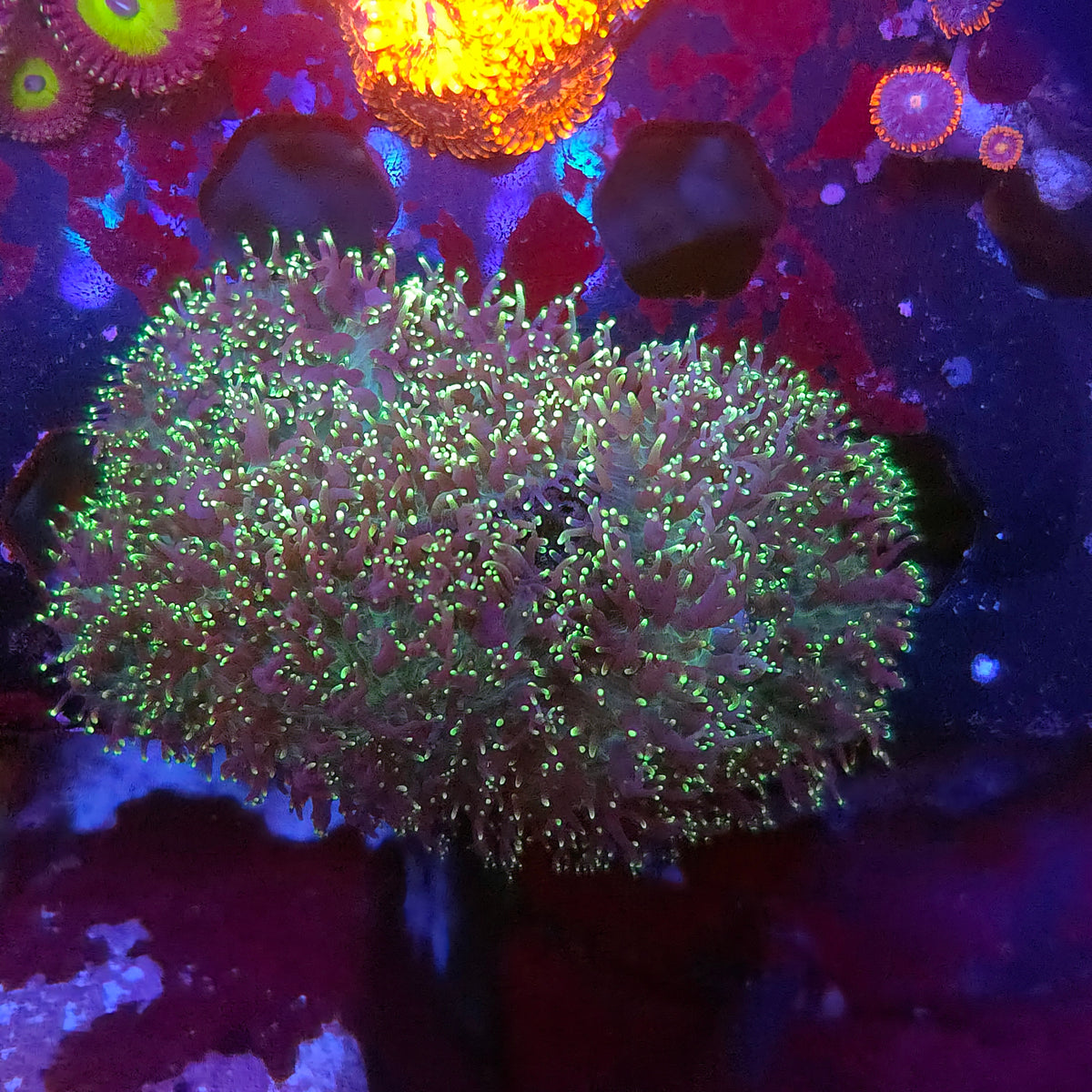 Green Hairy Mushroom Mini Colony (Video in pics)