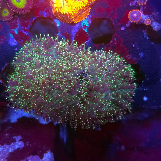 Green Hairy Mushroom Mini Colony (Video in pics)