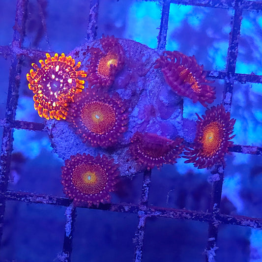 Mohawk and Utter Chaos Zoa Combo