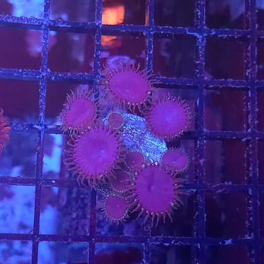 Purple Death Palys