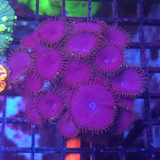 Purple Death Palys Colony