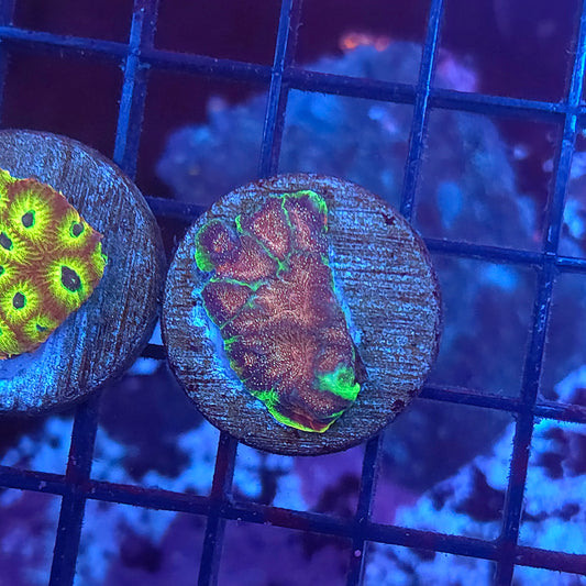 Rainbow Glitter Favia