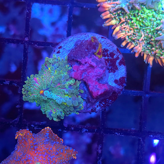 Rainbow Yuma With Zoa Combo