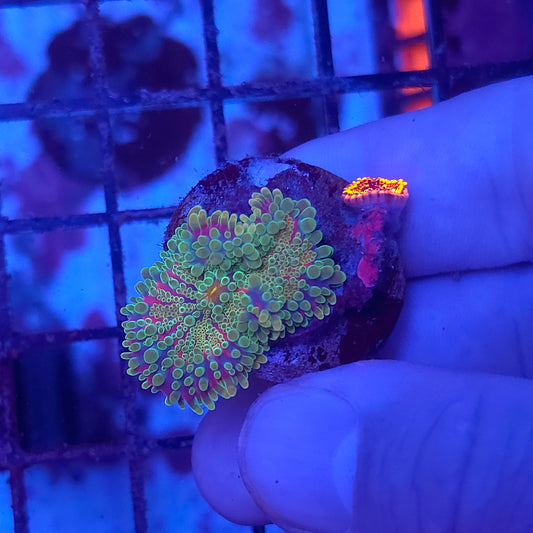 Rainbow Yuma with Utter Chaos Zoa
