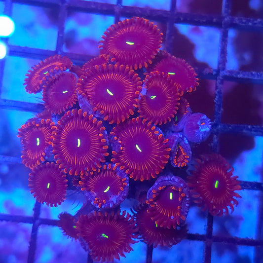 Red People Eater Paly Mini Colony