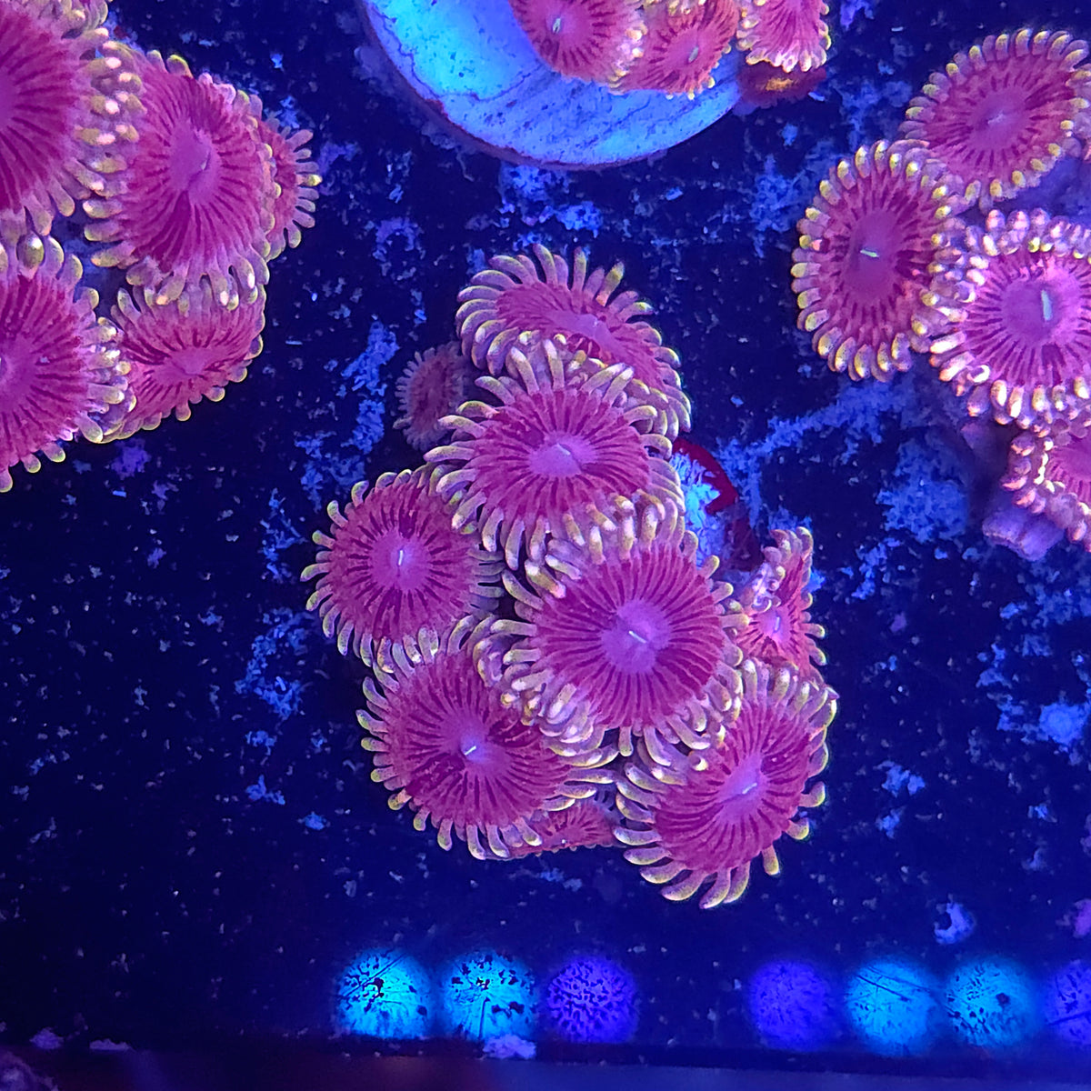 SeaCo Pink Starburst Zoa Mini Colony