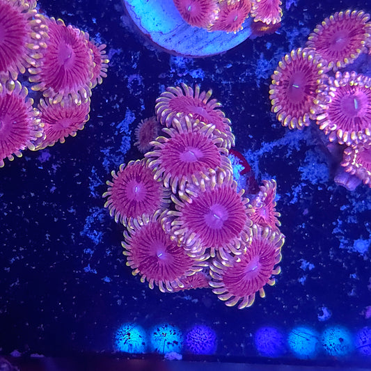 SeaCo Pink Starburst Zoa Mini Colony