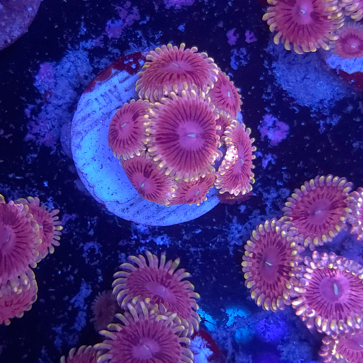SeaCo Pink Starburst Zoa Mini Colony