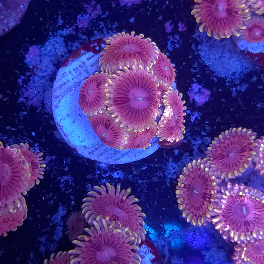 SeaCo Pink Starburst Zoa Mini Colony