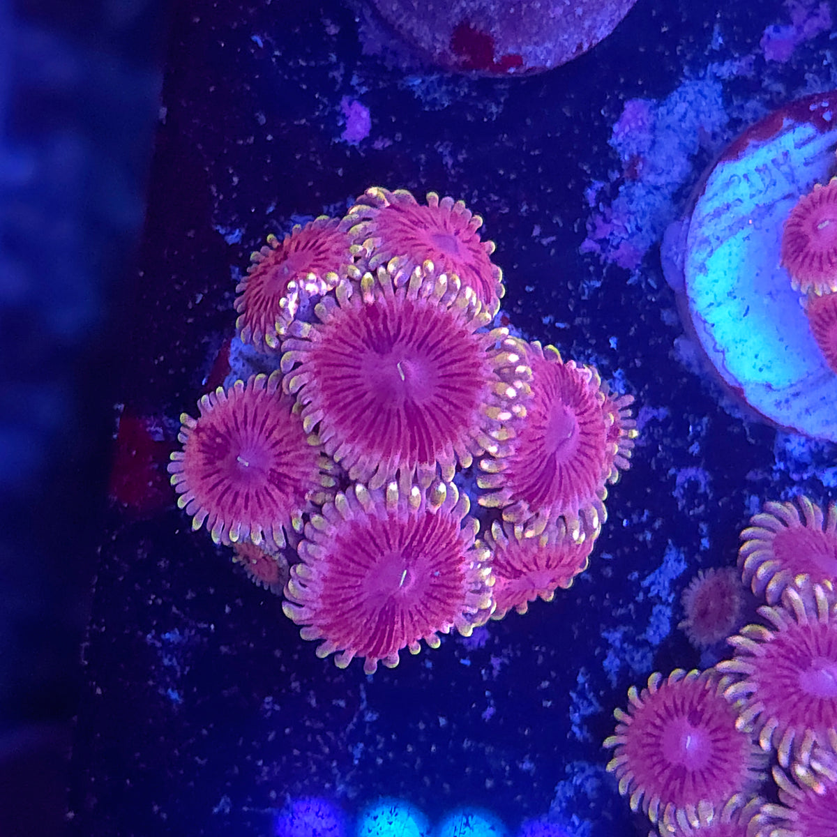 SeaCo Pink Starburst Zoa Mini Colony