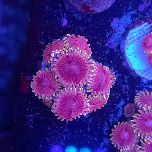 SeaCo Pink Starburst Zoa Mini Colony