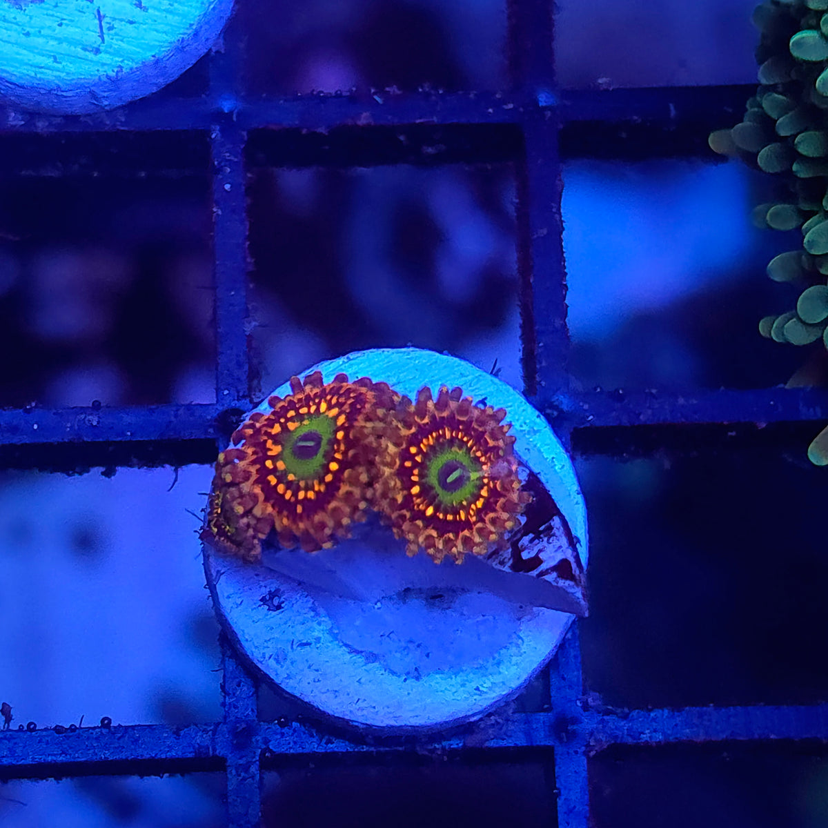 SeaCo Unicorn Fart Zoas