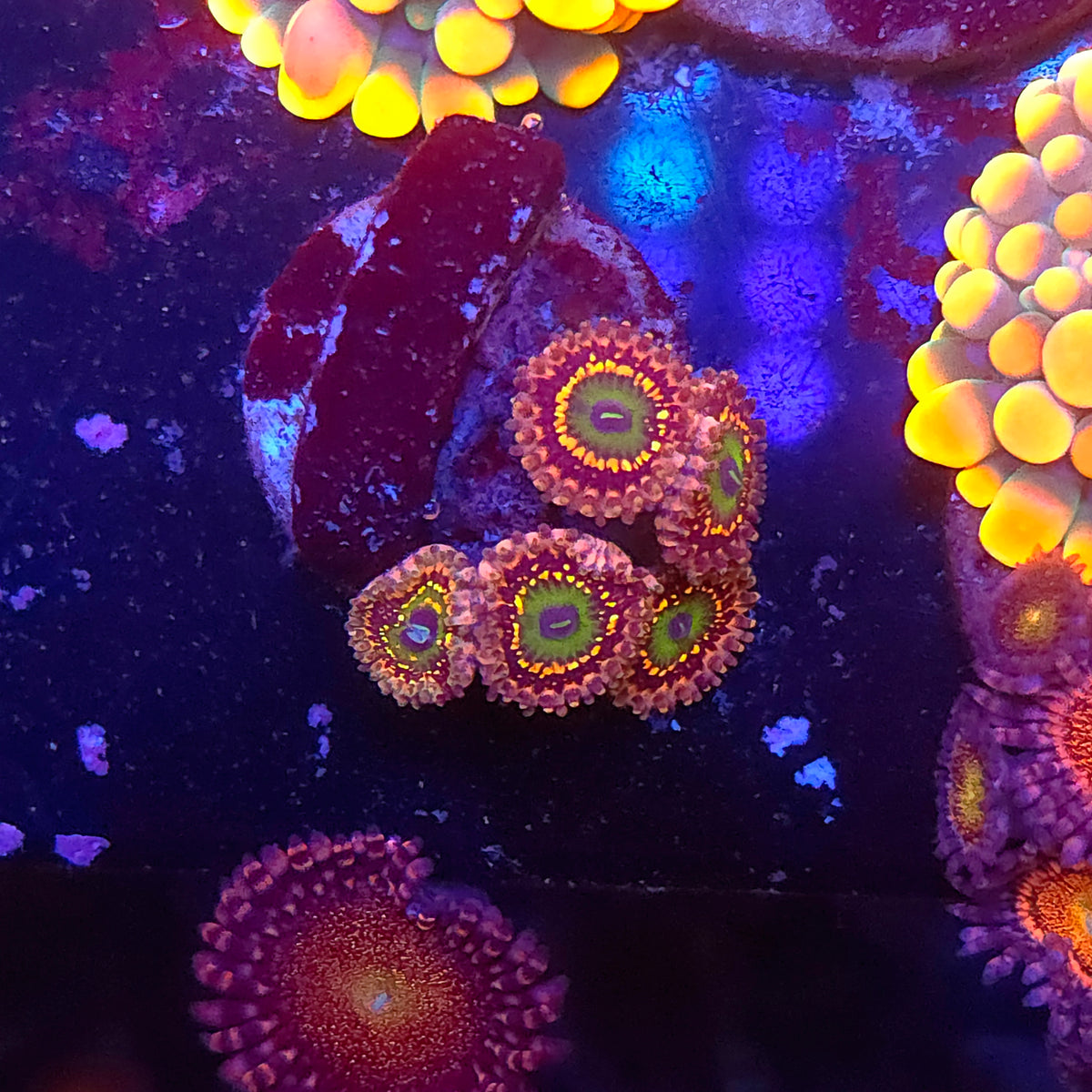 SeaCo Unicorn Fart Zoas