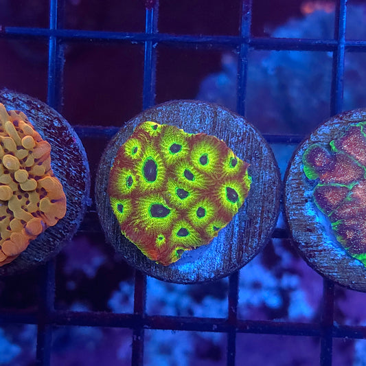 Spicy Lemon Favites